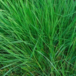 Luxan Genoxone ZX Hardnekkig Onkruid 250ml