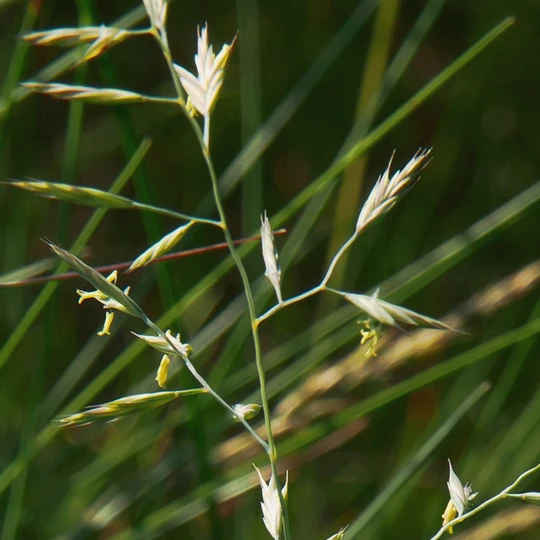 MRS Seeds & Mixtures Schapegras 3 MRS Seeds & Mixtures Schapegras