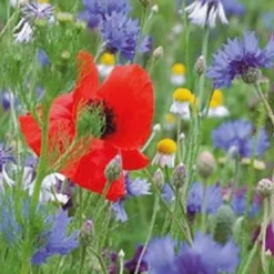 Bestsellers -Planten Verzorging Winkel image 193