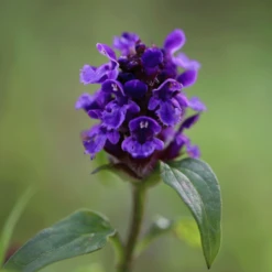 Bestsellers -Planten Verzorging Winkel image 202