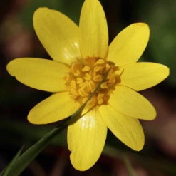 MRS Seeds & Mixtures Bosrand Bloemenmengsel Schaduw Inheems - Meerjarig -Planten Verzorging Winkel image 206