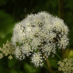 MRS Seeds & Mixtures Bosrand Bloemenmengsel Schaduw Inheems - Meerjarig -Planten Verzorging Winkel image 207