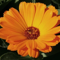 MRS Seeds & Mixtures Biologisch Lieveheersbeestjes Bloemenmengsel -Planten Verzorging Winkel image 223