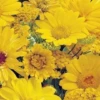 MRS Seeds & Mixtures Zomerbloemen Gele Tinten - Mix -Planten Verzorging Winkel image 226