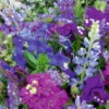 MRS Seeds & Mixtures Zomerbloemen - Blauwe Tinten Mix -Planten Verzorging Winkel image 242