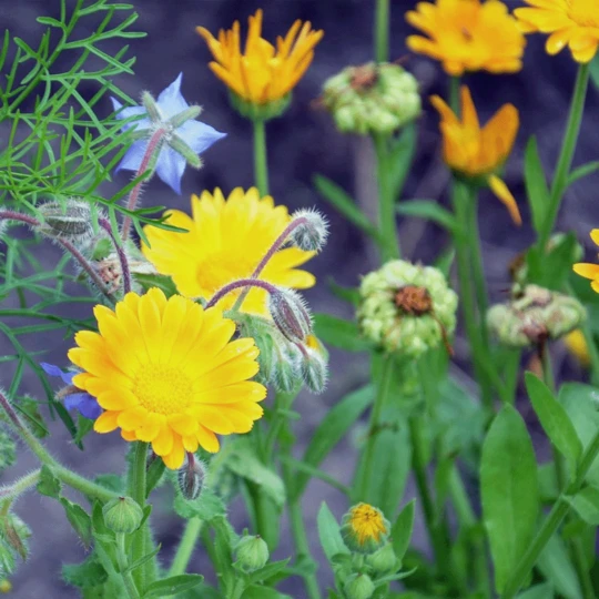 MRS Seeds & Mixtures Biologisch - Tübinger Bijenmengsel 3 MRS Seeds & Mixtures Biologisch - Tübinger Bijenmengsel