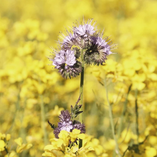 MRS Seeds & Mixtures Biologisch - Tübinger Bijenmengsel 4 MRS Seeds & Mixtures Biologisch - Tübinger Bijenmengsel - Image 2