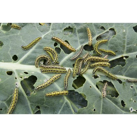 ECOstyle Aaltjes Tegen Rupsen 4 ECOstyle Aaltjes Tegen Rupsen - Afbeelding 3