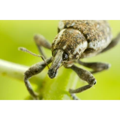 ECOstyle Aaltjes Val Tegen Taxuskever -Planten Verzorging Winkel image 288