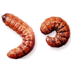 ECOstyle Aaltjes Tegen Aardrupsen -Planten Verzorging Winkel image 305