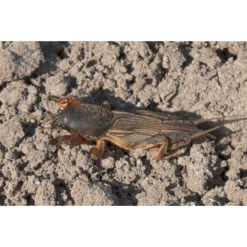 ECOstyle Aaltjes Tegen Veenmollen 6 ECOstyle Aaltjes Tegen Veenmollen -Planten Verzorging Winkel image 313