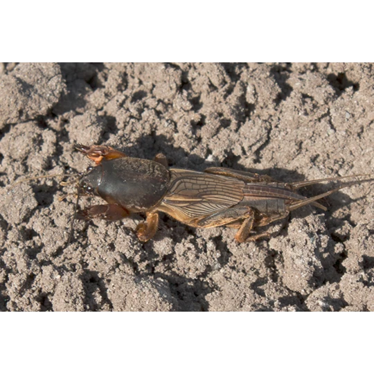ECOstyle Aaltjes Tegen Veenmollen 4 ECOstyle Aaltjes Tegen Veenmollen - Image 2