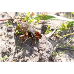 ECOstyle Aaltjes Tegen Veenmollen 7 ECOstyle Aaltjes Tegen Veenmollen -Planten Verzorging Winkel image 314
