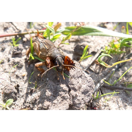 ECOstyle Aaltjes Tegen Veenmollen 5 ECOstyle Aaltjes Tegen Veenmollen - Image 3