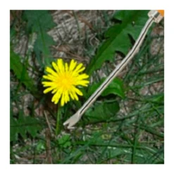 Burgon & Ball RHS Onkruidsteker - Verlengd -Planten Verzorging Winkel image 322