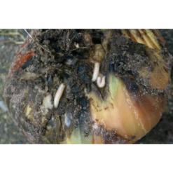 ECOstyle Aaltjes Tegen Larven Uienvlieg -Planten Verzorging Winkel image 334