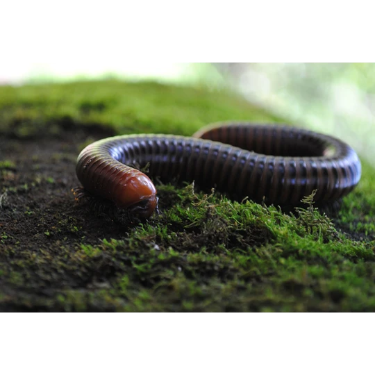 ECOstyle Aaltjes Tegen Miljoenpoten 4 ECOstyle Aaltjes Tegen Miljoenpoten - Afbeelding 2