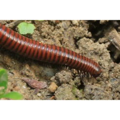 ECOstyle Aaltjes Tegen Miljoenpoten 7 ECOstyle Aaltjes Tegen Miljoenpoten -Planten Verzorging Winkel image 337