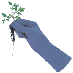 De Wiltfang Foxgloves Original -Planten Verzorging Winkel image 363