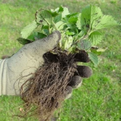 De Wiltfang Foxgloves Original -Planten Verzorging Winkel image 366
