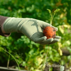 De Wiltfang Foxgloves Original -Planten Verzorging Winkel image 367