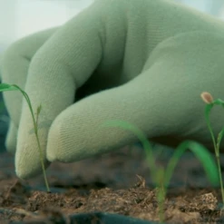 De Wiltfang Foxgloves Original -Planten Verzorging Winkel image 368