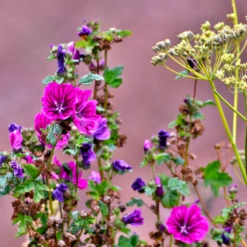 MRS Seeds & Mixtures Beweidingsmengsel Zandgrond - Type BWZ1